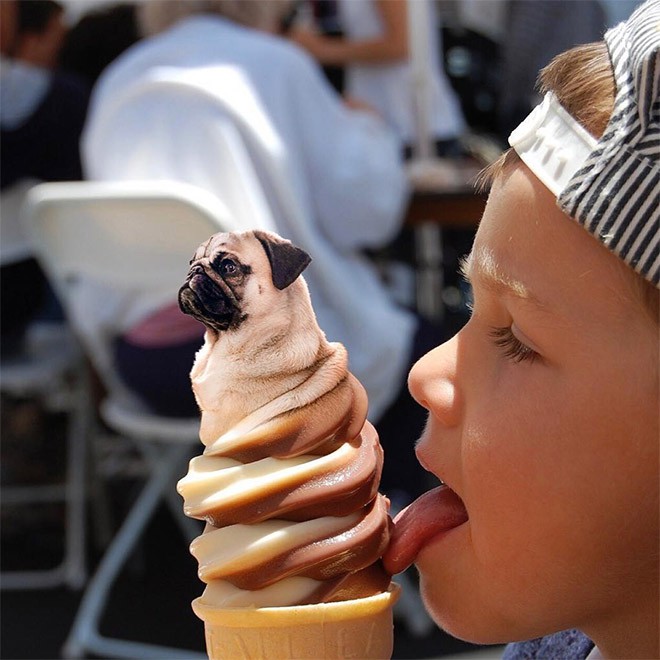 Chỉ có ảnh chó và thức ăn, trang Instagram này sẽ khiến mọi muộn phiền của bạn tan biến - Ảnh 5.
