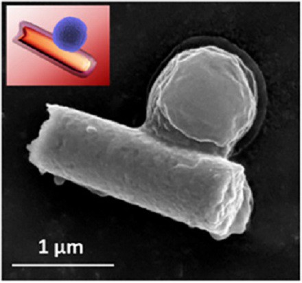 Bắt gọn siêu vi khuẩn kháng kháng sinh trong máu bằng robot nano vàng - Ảnh 2.