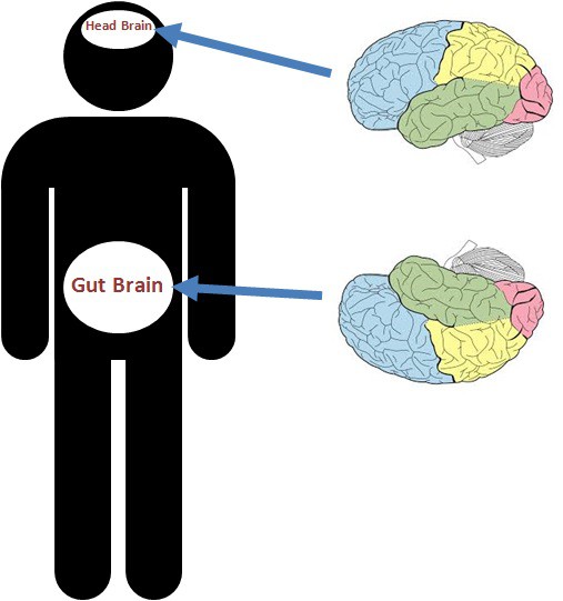 Có thể bạn chưa biết: Cơ thể chúng ta có đến hai bộ não! - Ảnh 1.