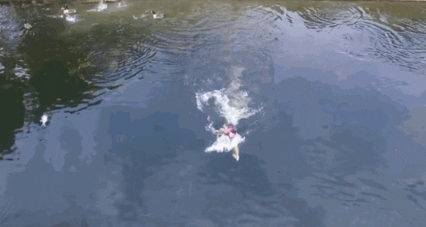 Drone quay lại được cảnh chủ nhân của mình bơi ra giữa hồ, cứu nó khỏi bị chết đuối vì hết pin - Ảnh 1.