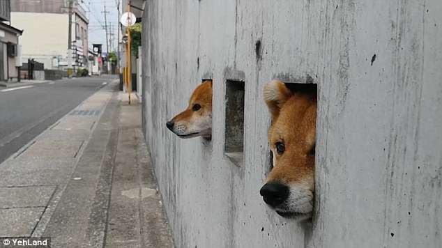 Chuyên thò đầu ra chào du khách, 3 chú chó Shiba biến tường nhà thành điểm du lịch nổi tiếng - Ảnh 4.
