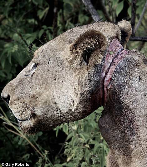 Saviours of the Savannah: Khúc ca bi tráng về những con người dám đánh đổi sinh mạng để bảo vệ đa dạng sinh học trên trái đất - Ảnh 3.