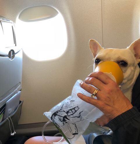 Chú chó này đã suýt chết ngạt trên máy bay nếu không có sự giúp đỡ của các tiếp viên hàng không - Ảnh 2.
