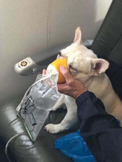 Chú chó này đã suýt chết ngạt trên máy bay nếu không có sự giúp đỡ của các tiếp viên hàng không - Ảnh 1.