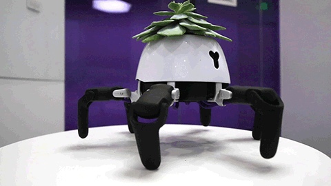 Con robot đầu chỉ để trồng cây biết tìm tới ánh sáng để quang hợp, nhún nhảy báo hiệu mỗi khi cây khát nước - Ảnh 3.