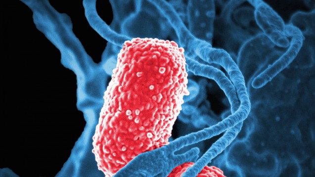 Vi khuẩn vô hại trong ruột biến thành dạng ăn thịt người, giết chết 5 bệnh nhân Trung Quốc từ đầu năm tới nay - Ảnh 2.