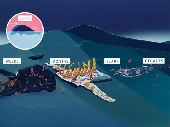 Chuyện gì xảy ra khi cá voi chết đi? Nằm lại dưới đáy biển, nó vẫn có ích đến hàng chục năm sau - Ảnh 1.
