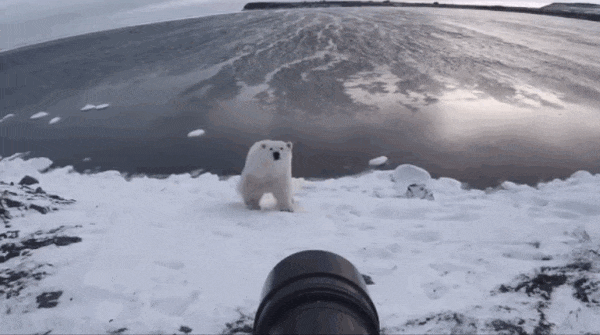 Xem màn đối đầu liều lĩnh giữa gấu Bắc Cực và nhiếp ảnh gia chuyên nghiệp - Ảnh 2.