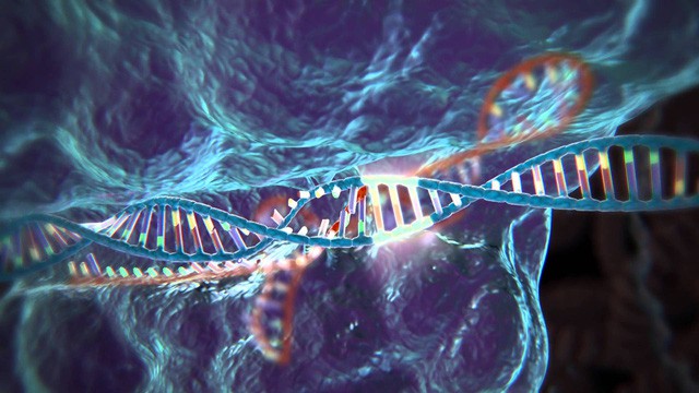 Nghiên cứu mới bất ngờ chỉ ra rủi ro của công nghệ CRISPR: Gây đột biến gen quy mô lớn, không ngoại trừ khả năng ung thư - Ảnh 2.