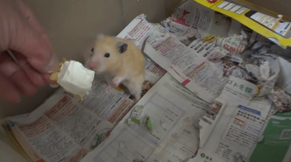 Youtuber Nhật Bản bị dân mạng truy lùng vì đối xử không ra gì với hamster - Ảnh 1.