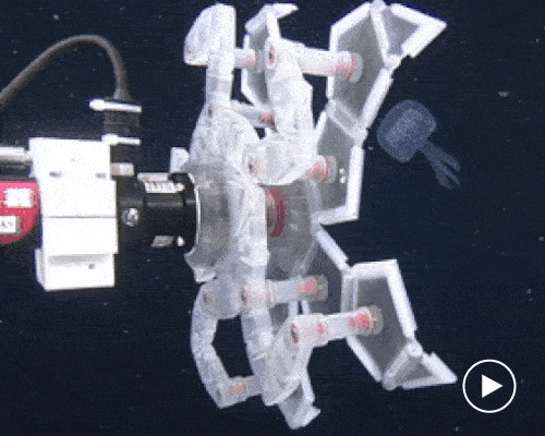 Cánh tay robot in 3D origami này có thể bắt được những sinh vật nhỏ bé mà không làm hại chúng - Ảnh 1.