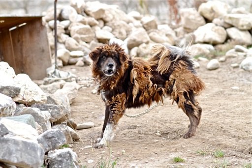 Là một trong những giống chó trung thành bậc nhất, tại sao ngao Tây Tạng vẫn cắn chủ? - Ảnh 3.