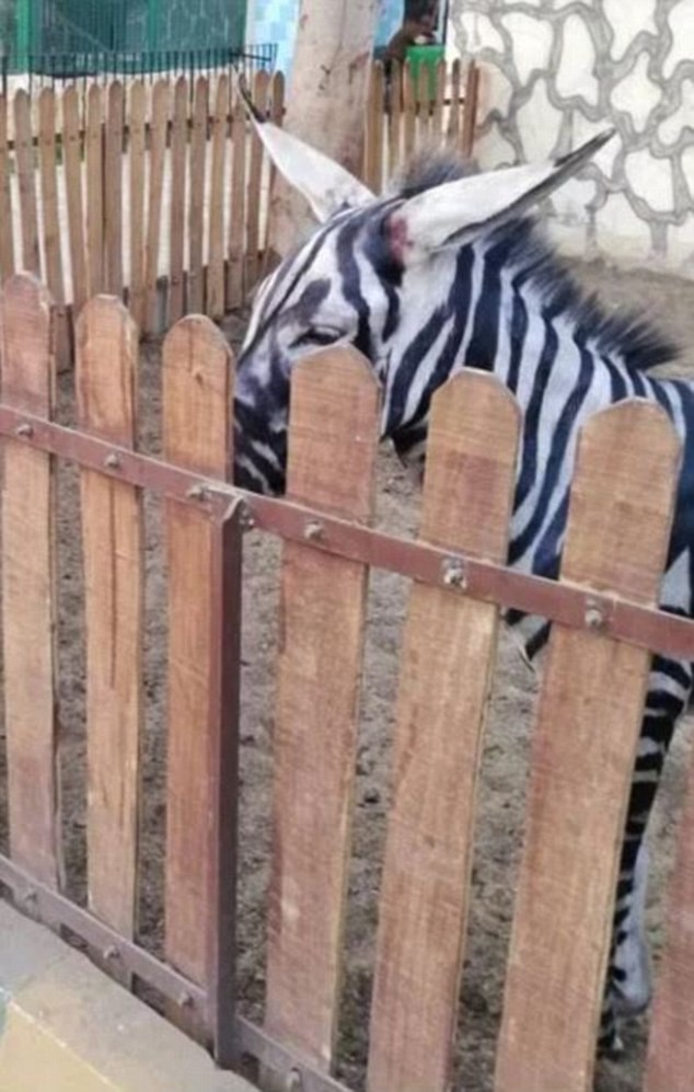 Thanh niên háo hức vào vườn thú xem ngựa vằn ai ngờ phát hiện cả chuồng toàn là lừa cải trang - Ảnh 2.