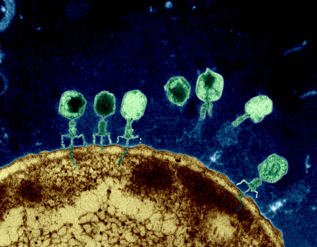 Virus có thể lây nhiễm và giết chết siêu vi khuẩn, tại sao không dùng chúng thay cho thuốc kháng sinh đã mất tác dụng? - Ảnh 1.