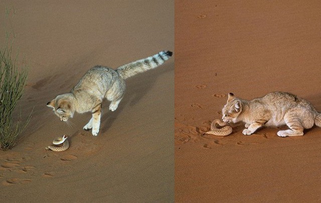 Những sự thật ít người biết về sa mạc Sahara - nóng bỏng, điên rồ nhưng kỳ diệu bậc nhất hành tinh - Ảnh 9.