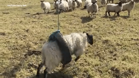 Con cừu ngồi xích đu lốp: Hội bảo vệ động vật giận dữ, Internet bảo nó chơi vui thế còn gì - Ảnh 2.