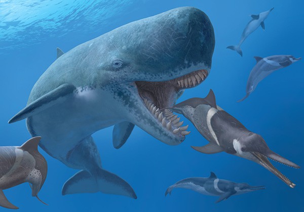 Liệu ngoài đời thật siêu cá mập Megalodon có thể cắn gãy đôi một chiếc thuyền nặng hàng tấn không? - Ảnh 4.