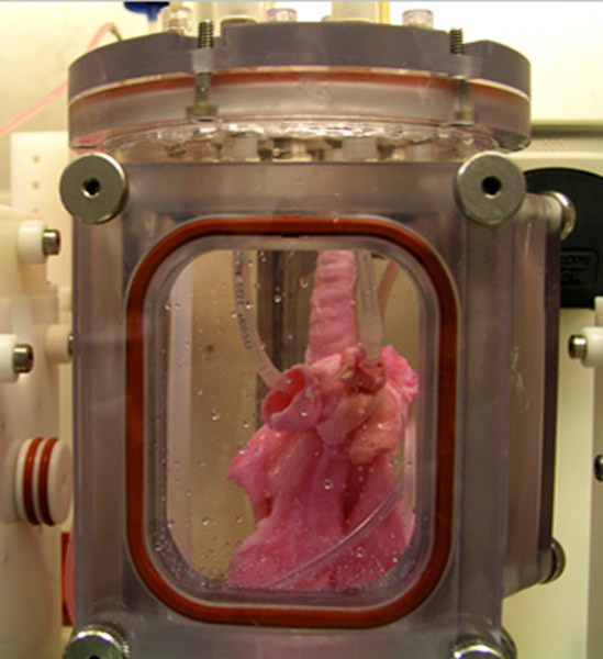 Sau 15 năm, các nhà khoa học đã luyện được phổi nhân tạo trong lò phản ứng sinh học - Ảnh 4.