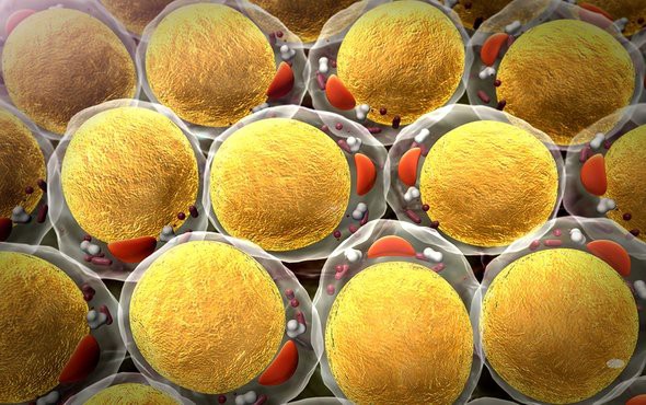 Các nhà khoa học phát hiện tế bào ung thư thích chất béo - Ảnh 1.