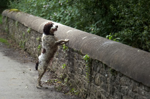 Giải mã bí ẩn cây cầu khiến hàng trăm con chó tự tử hàng loạt tại Scotland - Ảnh 7.