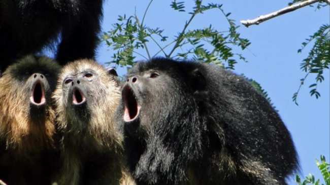 Khoa học chứng minh: Tiếng rú của khỉ càng to, tinh hoàn của nó càng nhỏ - Ảnh 1.