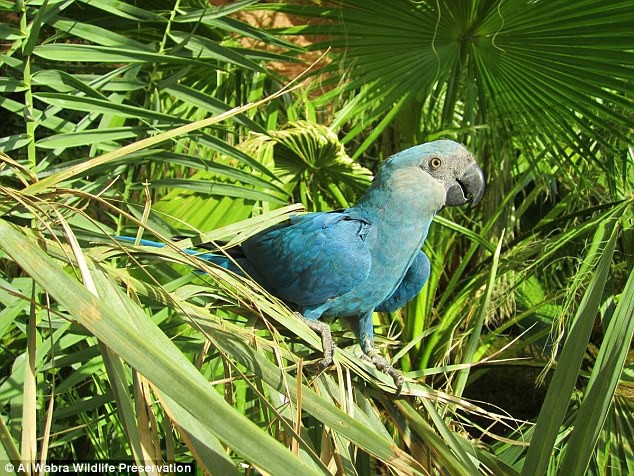 Cuộc đời khốn khổ của những con vẹt sinh ra ở rừng Amazon