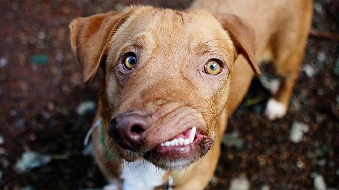 Chú chó xấu xí với khuôn mặt biến dạng trở thành nguồn cảm hứng sống của nhiều người nhờ điều đặc biệt này - Ảnh 5.