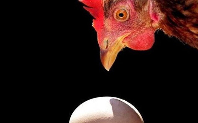 Vật lý học trả lời câu hỏi: Con gà hay quả trứng có trước? - Ảnh 1.