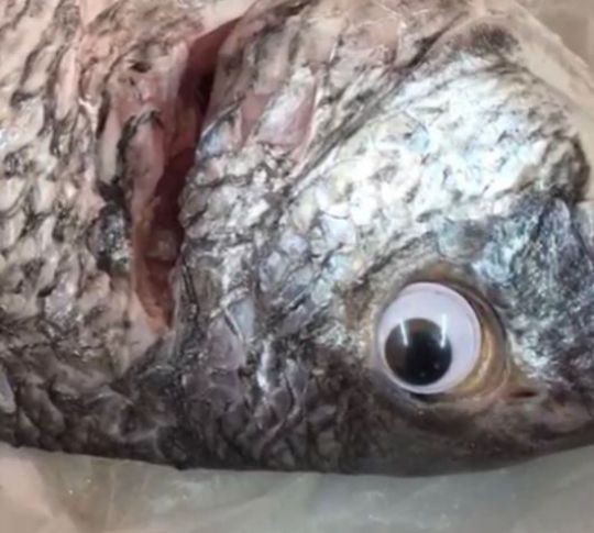Gian thương ở Kuwait dán mắt nhựa biến cá ươn thành cá tươi - Ảnh 1.