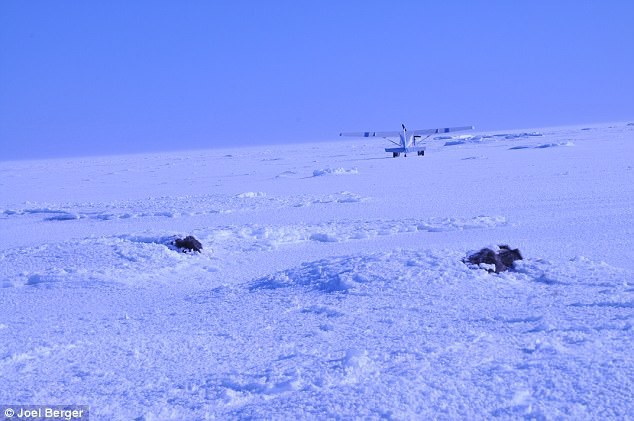 Bão tuyết cực mạnh tràn qua, 52 con bò xạ hương vốn thống trị vùng băng giá cũng bị chôn sống, đóng băng đầy đau đớn - Ảnh 3.