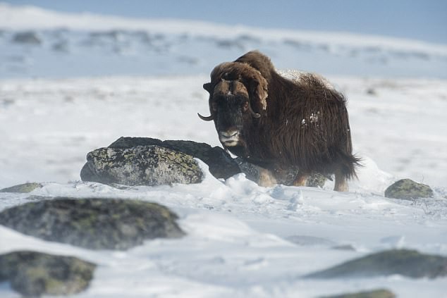 Bão tuyết cực mạnh tràn qua, 52 con bò xạ hương vốn thống trị vùng băng giá cũng bị chôn sống, đóng băng đầy đau đớn - Ảnh 5.