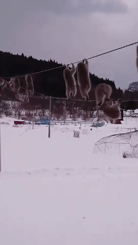 Chuyện nước Nhật: Tuyết rơi dày, lũ khỉ tuyết rủ nhau đu dây điện thoại cho đỡ lạnh chân - Ảnh 4.