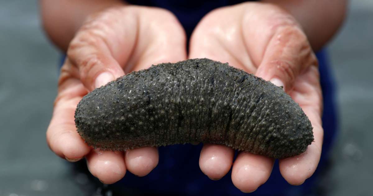 Dưa chuột th&igrave; rẻ c&ograve;n dưa chuột biển th&igrave; đắt như đi&ecirc;n, c&oacute; l&yacute; do cả đấy - Ảnh 3.