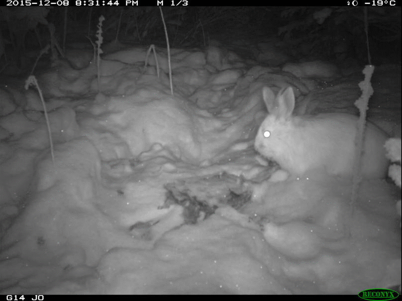 Video ghi lại cảnh thỏ ăn thịt đồng loại làm bất ngờ giới khoa học - Ảnh 4.