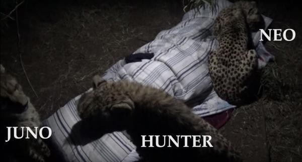 Liều mạng ngủ giữa rừng rậm châu Phi, người đàn ông được cả bầy báo săn vây quanh sưởi ấm - Ảnh 6.