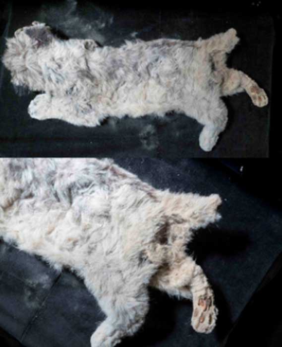 Phát hiện xác sư tử con sau 44.000 năm chôn vùi dưới băng vĩnh cửu, còn nguyên vẹn từ hình dáng tới bộ lông - Ảnh 1.
