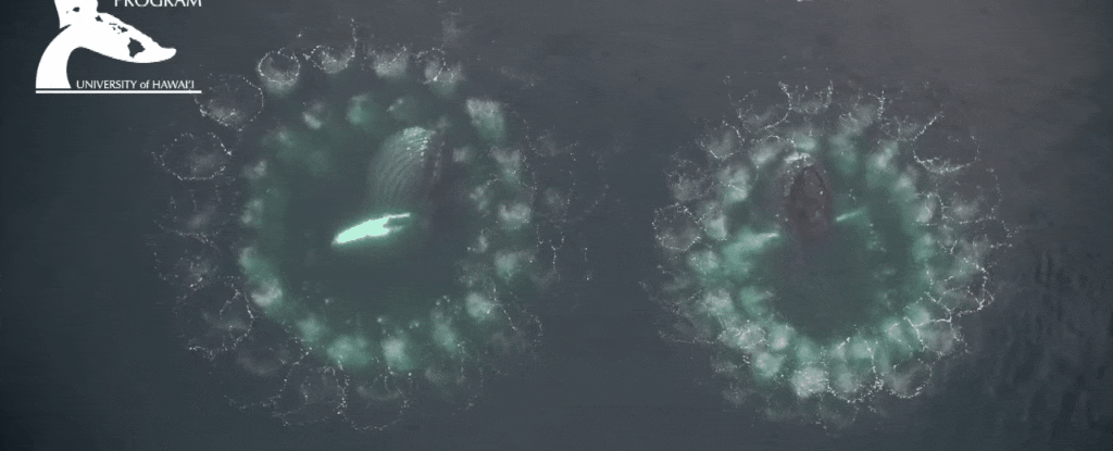 Những cảnh quay hiếm có, đáng kinh ngạc cho thấy cá voi sử dụng lưới bong bóng để săn mồi - Ảnh 1.