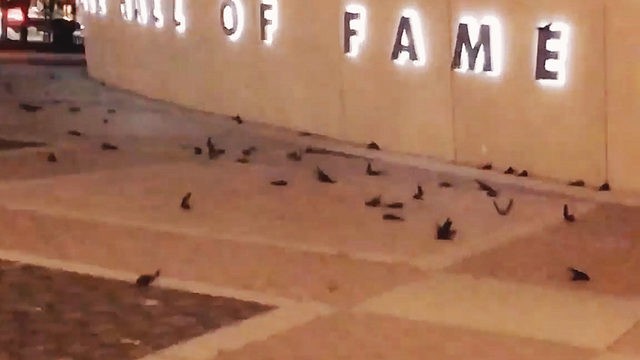Chuyện lạ: Đang bay lượn bình thường, hơn 300 trăm con chim tự nhiên dở chứng đâm thẳng vào bảo tàng Mỹ để tự sát - Ảnh 1.