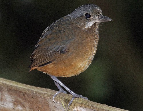 Phát hiện một loài chim mới siêu nhút nhát ở Colombia - Ảnh 2.