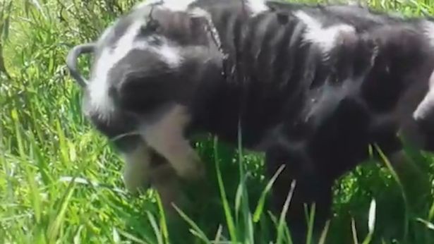 Chú heo con kỳ dị có 6 chân gây xôn xao tại Uruguay - Ảnh 2.