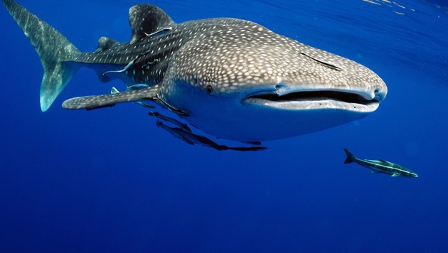 Các nhà khoa học phát hiện ra loài mới trong miệng của cá mập voi tại Nhật Bản - Ảnh 2.