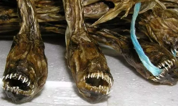 Người ngoài hành tinh của biển Ariake Nhật Bản, ngoại hình giống hệt quái vật ngoài không gian Xenomorph - Ảnh 4.