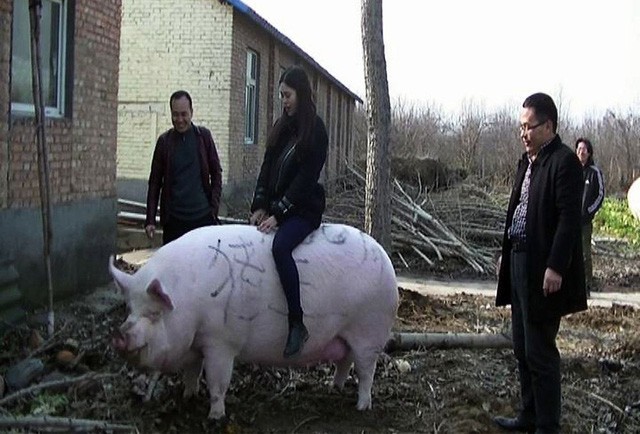 Thiếu thịt, Trung Quốc quyết định nhân giống lợn khổng lồ, to bằng gấu Bắc cực - Ảnh 1.