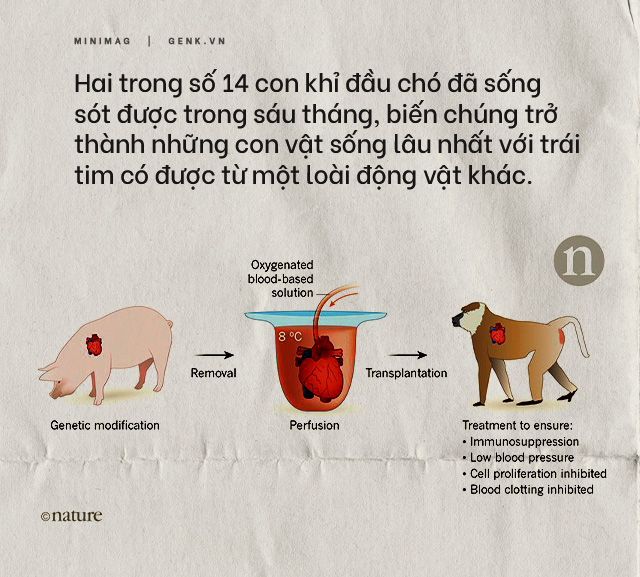 Đọc cuối tuần: Nội tạng từ những con lợn không tên sẽ cứu sống hàng ngàn bệnh nhân tuyệt vọng - Ảnh 11.