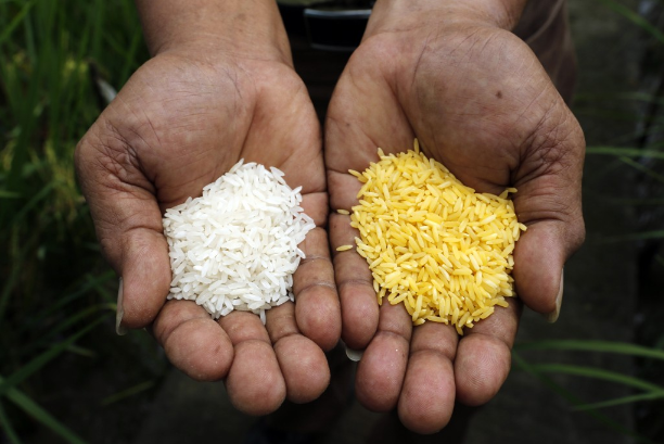 Bangladesh sắp trở thành quốc gia đầu tiên cho phép trồng gạo vàng biến đổi gen - Ảnh 1.