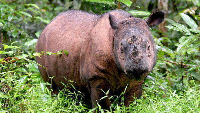 [Infographic] Tê giác hai sừng Sumatra vừa chính thức tuyệt chủng ở Malaysia - Ảnh 3.