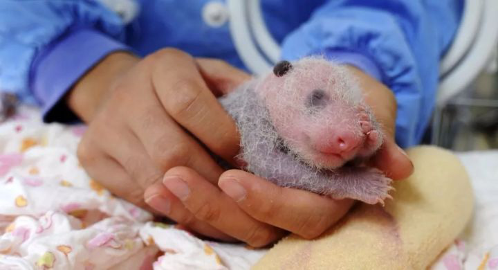 Rốt cuộc th&igrave; ngựa vằn c&oacute; m&agrave;u g&igrave;, l&agrave; đen sọc trắng hay trắng sọc đen? - Ảnh 4.