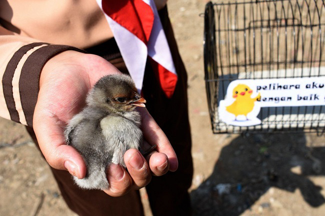Học sinh Indonesia phải nuôi gà để… cai nghiện smartphone - Ảnh 2.