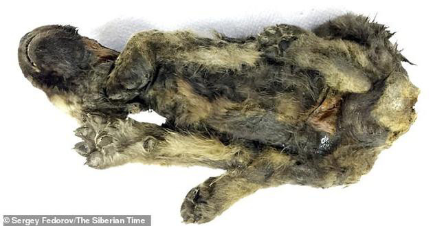 Chó con 18.000 năm tuổi bị đông cứng, có thể là chú chó lâu đời nhất của loài người - Ảnh 6.