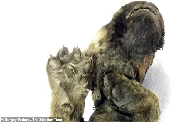 Chó con 18.000 năm tuổi bị đông cứng, có thể là chú chó lâu đời nhất của loài người - Ảnh 3.